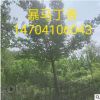 基地直供 精品5公分爆馬丁香 8公分爆馬丁香 5分枝叢生爆馬丁香