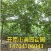 北方萬畝基地 糖槭樹（復葉槭）規格齊全 歡迎新老客洽談