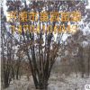 北方基地促銷 叢生白樺樹 單株白樺樹批發 白樺樹桿價格優惠