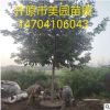 工程綠化直銷 糖槭樹 金葉復葉槭 金葉糖槭 規格齊全 價格批發