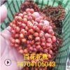 2020年秋季供應 東北抗寒百花花楸 花楸價格 花楸批發 花楸報價