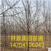 苗圃促銷 紫葉稠李批發 工程綠化紫葉稠李報價 建圃小苗紫葉稠李