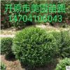 苗圃直銷水蠟球女貞球規格齊全常年批發價格優惠