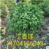 基地銷售樹球：《丁香球》0.8-2米 規格齊全 樹形優美 價格優惠