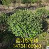 基地直銷樹球藍葉忍冬球樹形優美批發藍葉忍冬綠籬苗