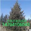 遼寧促銷云杉4米云杉樹4米云杉價格批發優惠常年批發