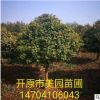 苗圃基地直銷:精品五角楓樹球 五角楓桿球 規格齊全 價格優惠