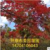 林場直銷: 精品《叢生九角楓》九角楓小苗 價格優惠 常年批發