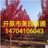 苗圃直銷:綠化工程風景樹《美國紅楓》精品美國紅楓 樹形優美