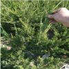 泰安小龍柏樹種植基地 50公分高龍柏樹價格 基地直銷60公分龍柏樹