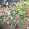 出售50公分高紅葉石楠 廠家直銷 品種培育 量大從優(yōu) 價格美麗