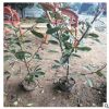 基地直銷各種規(guī)格紅葉石楠（球） 50公分高紅葉石楠價格美麗