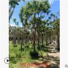 基地直供 多規(guī)格麻楝陰麻樹白皮香椿公園小區(qū)綠化行道景觀