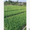 廠家直銷 量大優(yōu)惠 基地直供 福建茶小區(qū)綠化行道景觀