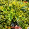 基地直供金邊假連翹金露花景觀綠化工程甘露花庭院小區(qū)綠化金露梅