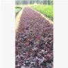 廠家直銷 量大優(yōu)惠 基地直供 紅花繼木小區(qū)綠化行道景觀
