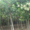 法國梧桐小苗 綠化苗木大量