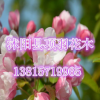直銷西府海棠 工程綠化苗 樹苗 紅寶石樹 名貴庭院花卉