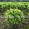 苗圃批發冠幅80的金葉女貞球 金冠女貞球 綠化工程用球類價格優惠