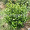 批發80-1米的含笑球 綠化用醉香含笑球 大量供應