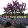 批發叢生紫薇 高度2米 冠幅1米 苗圃直銷 量大優惠