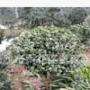 批發80CM大的茶花球 湖南精品茶花球 價格實惠 樹形優質