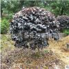 批發(fā)冠幅80cm的優(yōu)質(zhì)紅花繼木球 綠化工程灌木球 自產(chǎn)自銷
