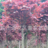 紅楓批發(fā) 3-5-7公分的紅楓樹苗 湖南基地最新價格 歡迎采購