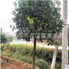 批發(fā)5-6-7公分桂花樹苗 植樹造林鄉(xiāng)村道路用小規(guī)格桂花樹直銷