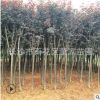 直銷湖南紫葉李 紅葉李 規(guī)格5-6cm紫葉李樹苗大量批發(fā)
