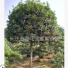 直銷丹桂 朱砂桂 狀元紅桂花樹 紅花桂花樹 樹形優(yōu)質(zhì) 花色艷麗