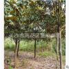董家苗圃批發(fā)米徑12公分廣玉蘭樹 園林綠化行道風景廣玉蘭批發(fā)