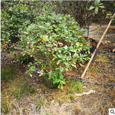 福建紅葉石楠球基地直銷批發(fā) 園林景觀工程供應(yīng) 量大從優(yōu)