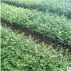 福建 七里香 九里香 庭院陽臺園林綠植觀賞 驅蚊植物基地供應批發