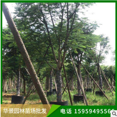 鳳凰木批發(fā) 工程綠化苗木 福建基地直售 多規(guī)格供應(yīng)