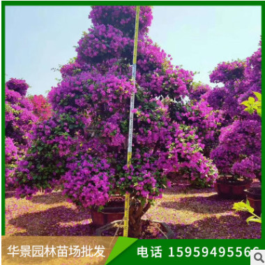三角梅室外盆栽 爬藤花卉攀援植物 大苗重瓣花卉綠植盆栽灌木