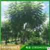 藍花楹 庭院種植觀景綠化工程基地直售規格齊全大量批發