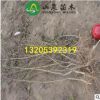 苗圃供應 矮化櫻桃苗 櫻桃苗批發 棵棵精挑細選