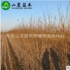 杏苗基地直銷杏樹苗珍珠油杏樹苗現挖現賣當年結果早熟品種地栽