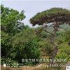 大量供應綠化工程造型景松 多形狀現挖現賣 造型景松