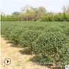 小葉女貞球批發 園林綠化苗木常綠灌木 綠籬植物小葉女貞球苗