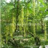 楓楊樹苗綠化苗木色塊綠籬行道點綴園林植物庭院觀賞楓楊小苗
