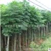 紫丁香樹苗批發綠化苗木獨桿叢生紫丁香花樹 庭院觀賞花卉