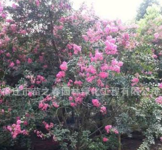 美國(guó)紫薇花苗園林綠化花苗庭院盆栽色塊綠籬氣味芳香量大從優(yōu)紫薇