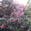 美國(guó)紫薇花苗園林綠化花苗庭院盆栽色塊綠籬氣味芳香量大從優(yōu)紫薇