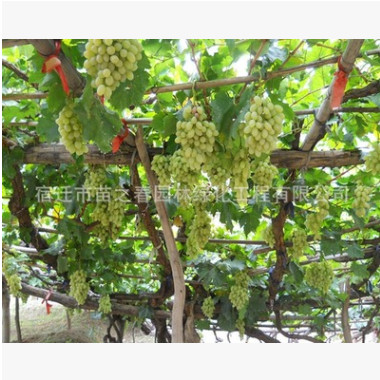 白牛奶葡萄苗綠化苗木庭院觀賞酸甜可口氣味芳香量大從優(yōu)葡萄苗