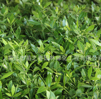 梔子花苗綠化花木庭院觀賞氣味芳香室內(nèi)盆栽規(guī)格齊全梔子花苗直銷