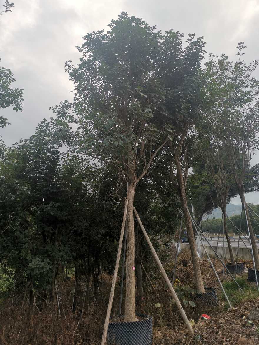 黃花風鈴木