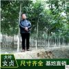 大葉女貞樹苗種高桿2-6公分小樹苗綠化園林市政行道湖北基地苗木