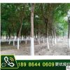 湖北大葉女貞8-14公分大樹10公分價格河南綠化苗木行道樹工程